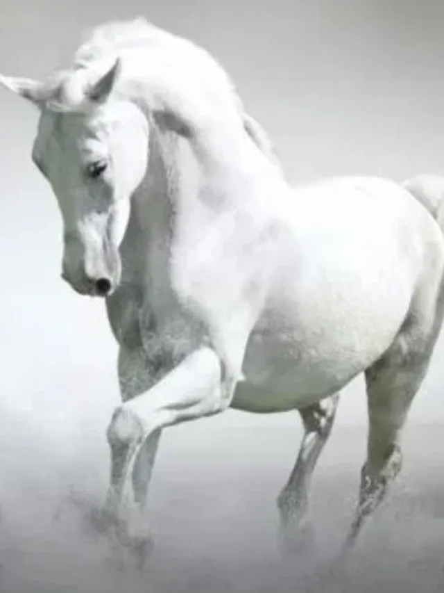शुभ्रक घोड़ा – एक वफादार जानवर की वास्तविक जीवन की कहानी।